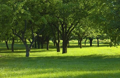 森林公園負(fù)氧離子休閑保健功能