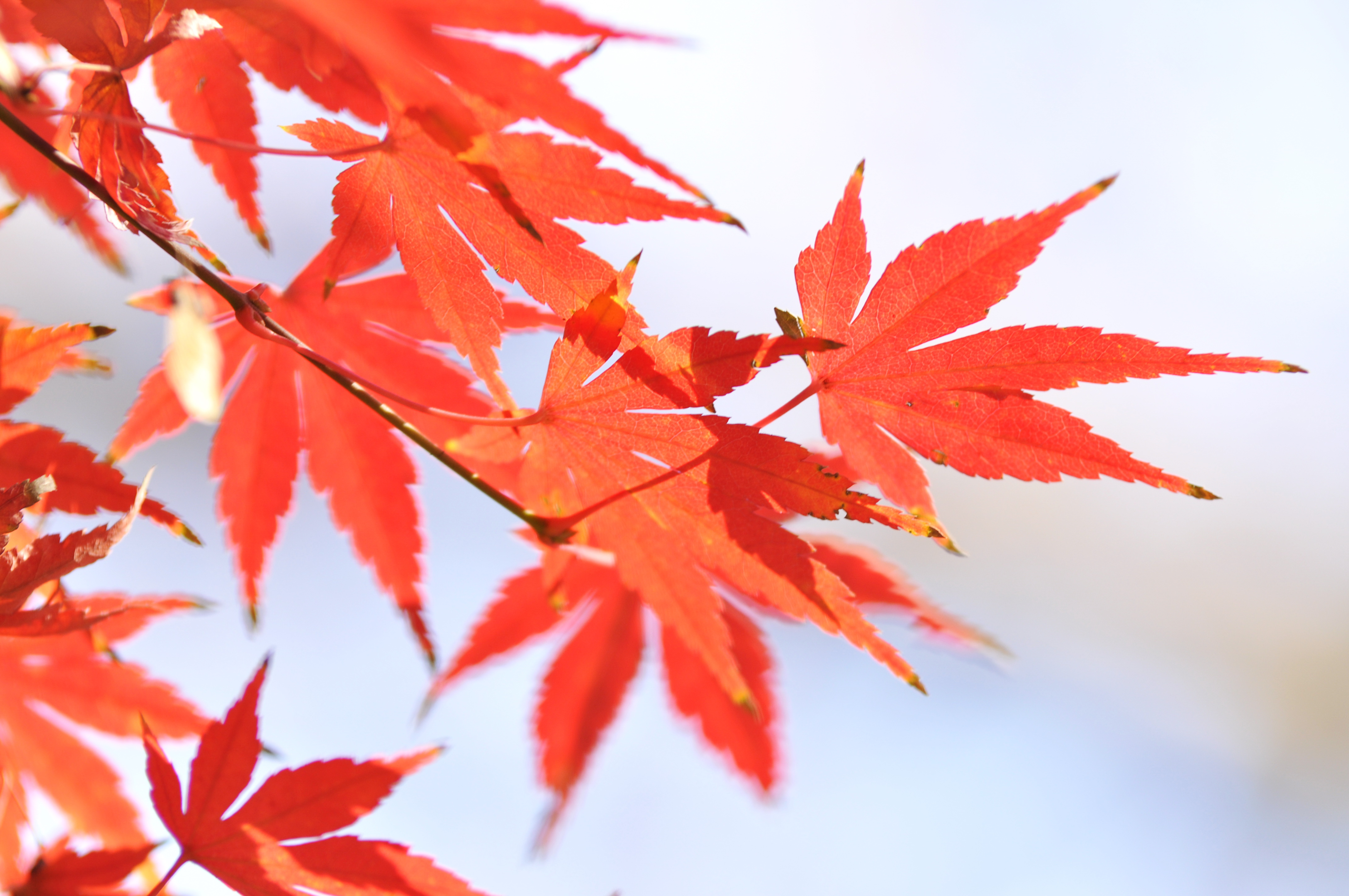 京津冀氣象部門(mén)聯(lián)合開(kāi)展紅葉觀賞期預(yù)測(cè)